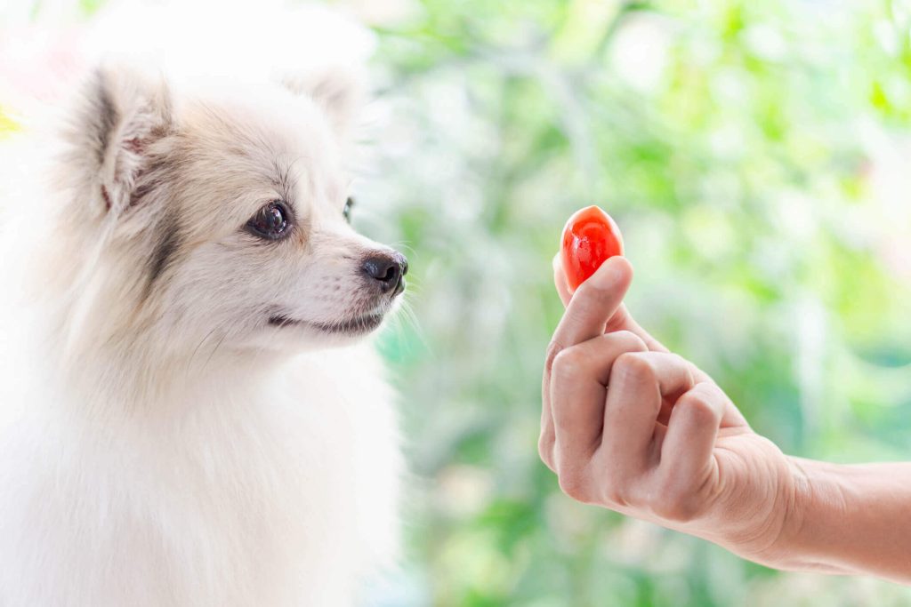 Can A Dog Eat Tomatoes?